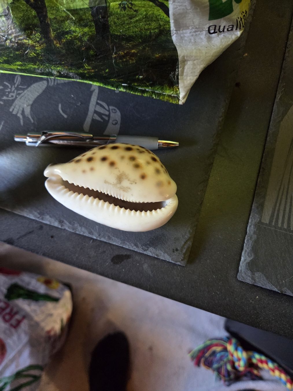 Fossilien: coole muschel – Gebraucht aus Herisau von bru_58qc 1
