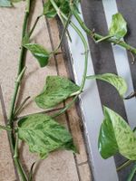 Epipremnum ‘Marble Queen Pothos’ 2 parties +3-4 metres +5ans