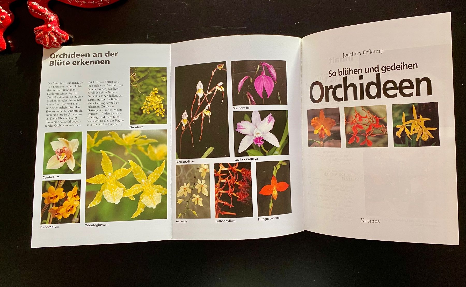 Libri: ORCHIDEEN / RATGEBER – Usato da Nussbaumen AG venduto da schuba2000 2