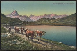 Bachalpsee mit Schreckhorn Kühe
