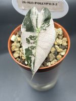 Alocasia Polly Pink Variegata (3-2)