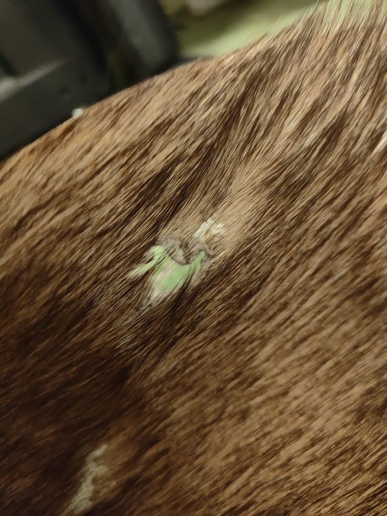 Echtes Antilopenfell Vorleger 116cm x 70cm Kaufen auf Ricardo