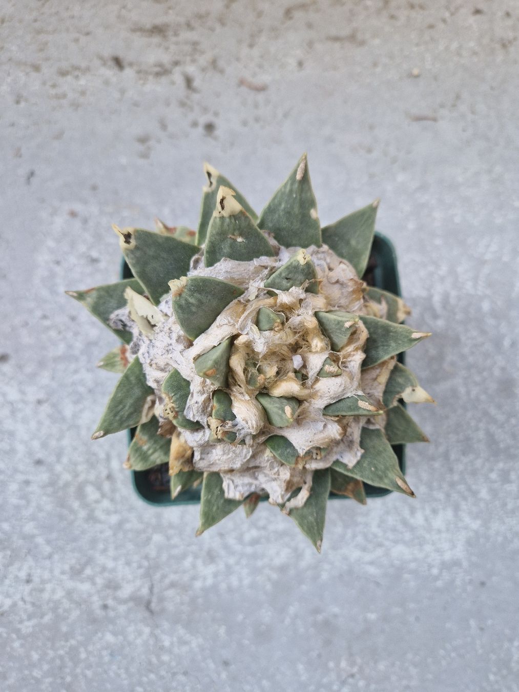 Plantes & graines: schöner,grosser Ariocarpus Kaktus – D'occasion à Jona par obm_wz65