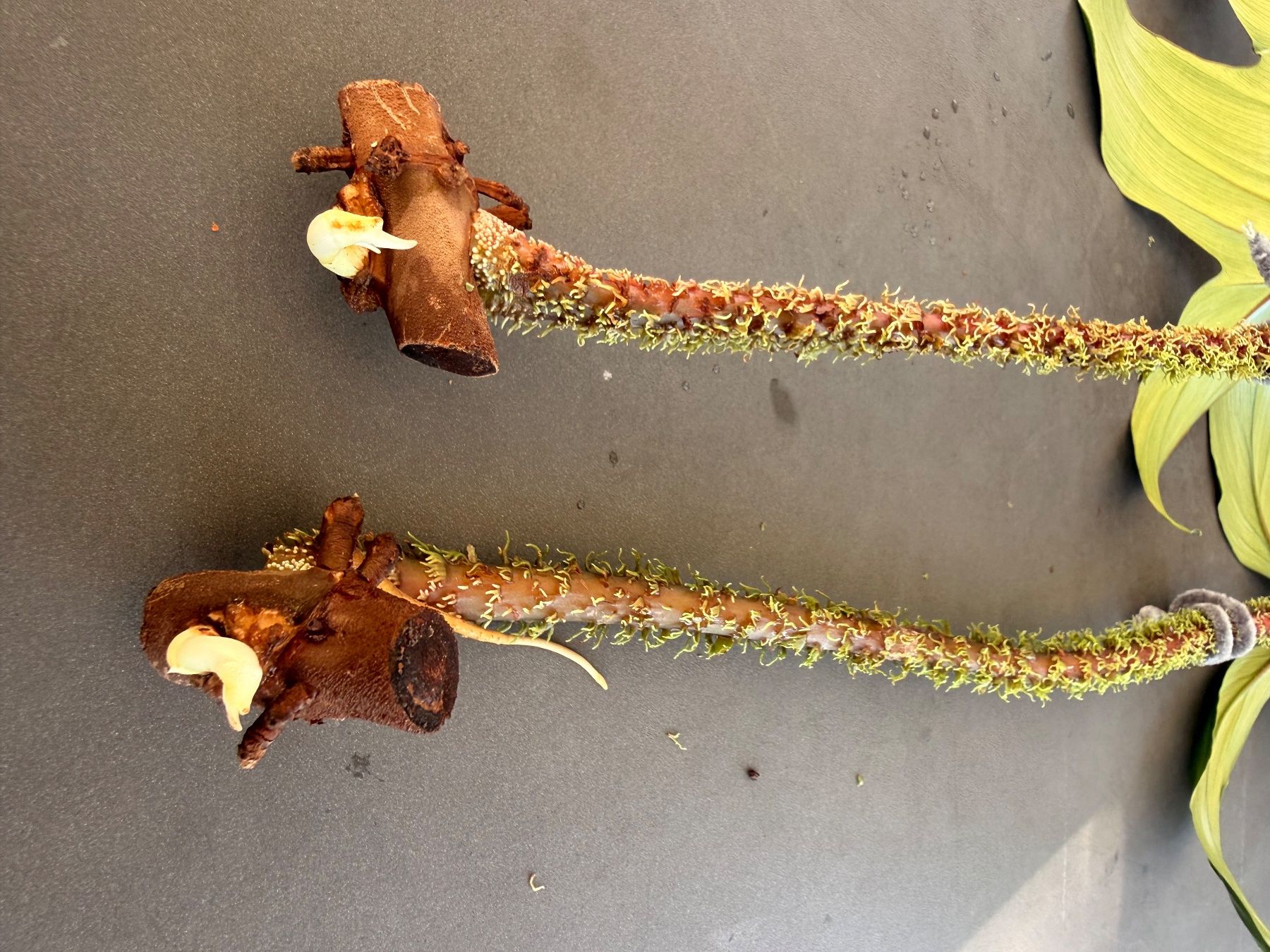 Piante & sementi: Philodendron Squamiferum 3/3 – Usato da Rafz venduto da jca_98p5 2