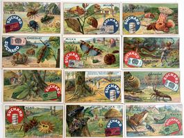 Suchard - Serie von 12 Chromobilder / Anciennes chromos 1906