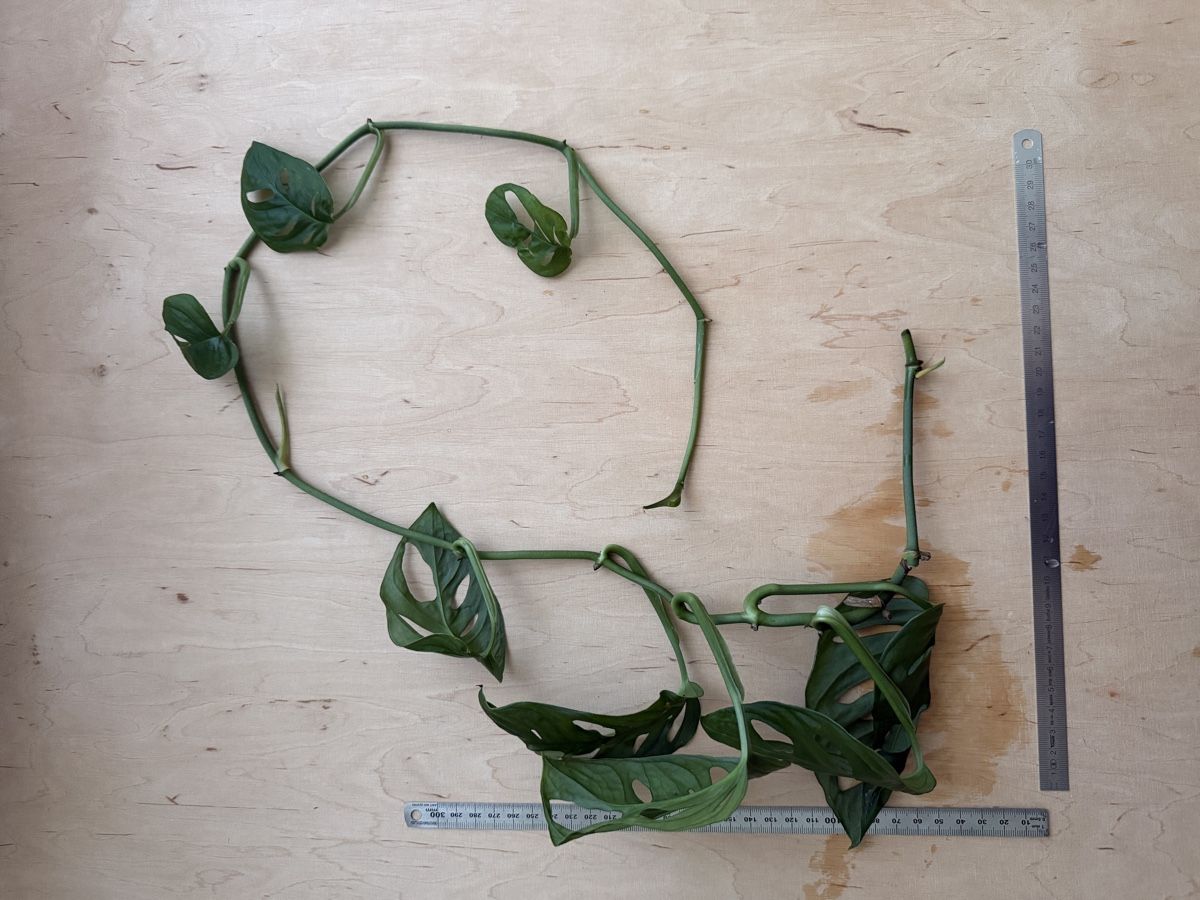 Plantes & graines: Monstera adansonii Ranke (Monkey Mask) Ableger – D'occasion à Zürich par sha_m5hl