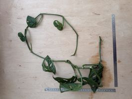 Monstera adansonii Ranke (Monkey Mask) Ableger