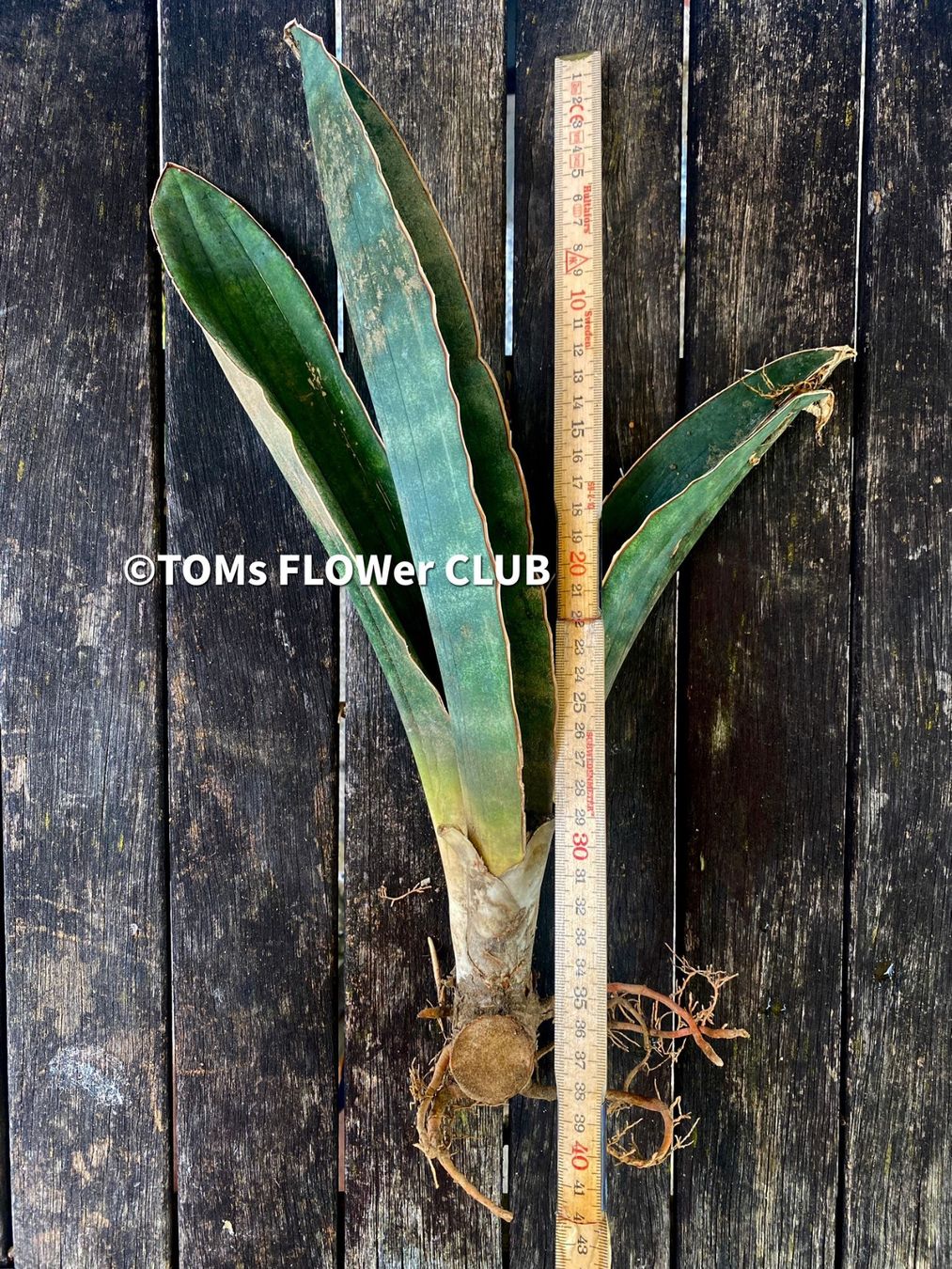 Sansevieria Humiflora Ficizola crossing Zimbabwe R1881 (Neu (gemss  Beschreibung)) in Adliswil fr CHF 203  mit Lieferung auf Ricardo kaufen