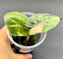 🌿 Alocasia ‘Yucatan Princess’ Variegata - Jungpflanze #8