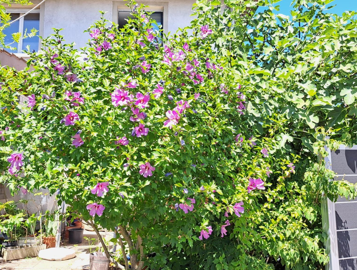 Piante & sementi: Hibiskus - Jungpflanzen – Usato da Oberentfelden venduto da Myri13 3