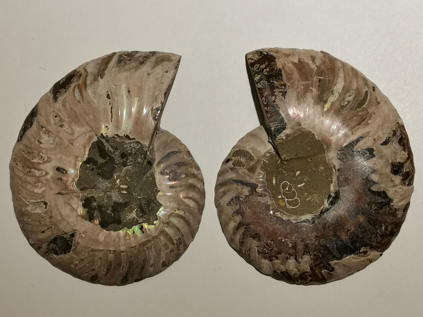 Fossilien: Ammonit Paar Poliert 202-03 – Gebraucht aus Suhr von Brocki-Suhr 2