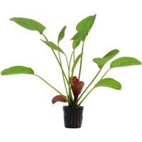 Aquarium Pflanzen, Echinodorus 'Reni'