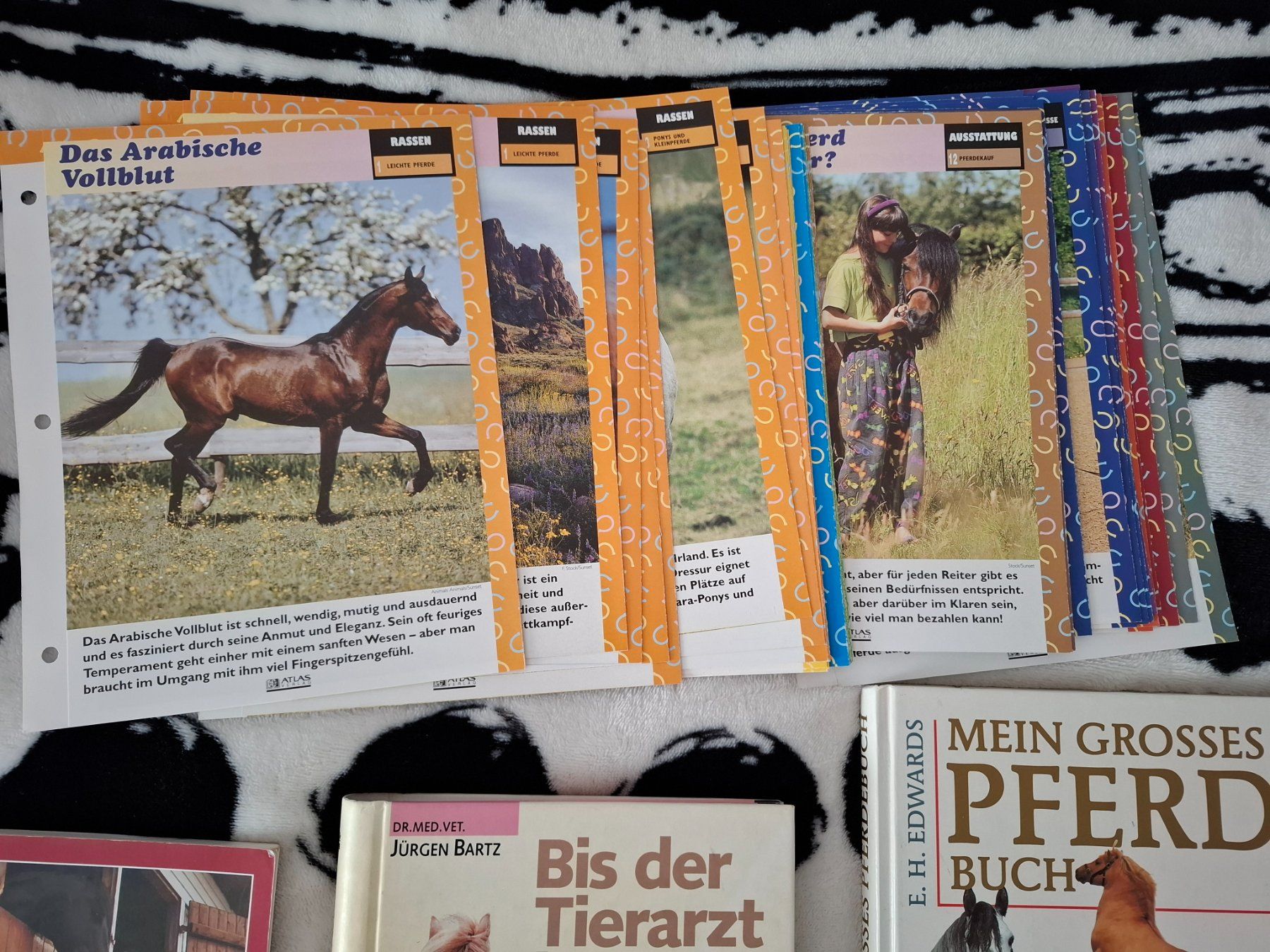 Libri: Pferdebücher und Zeitschriften – Usato da Oberurnen venduto da rotty80 3