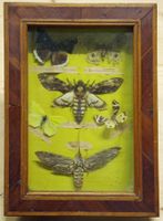 antiker Schmetterling-Kasten aus Holz mit Totenkopfschwärmer
