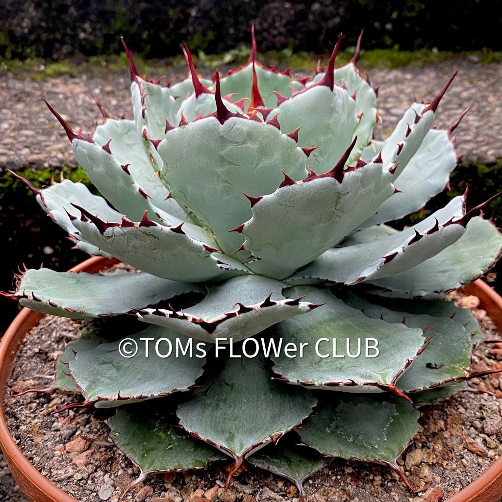 Piante & sementi: Agave Potatorum Kichiokan Ø 20cm – Nuovo e nell'imballaggio originale da Adliswil venduto da asTOMas963 2