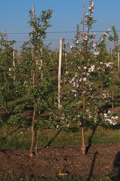 Pflanzen & Samen: Obstbäume / Obstbaum – Neu und originalverpackt aus Kleinwangen von obs_yb77 3