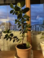 Zimmerpflanze Ficus im Terrakotta Topf guter Zustand