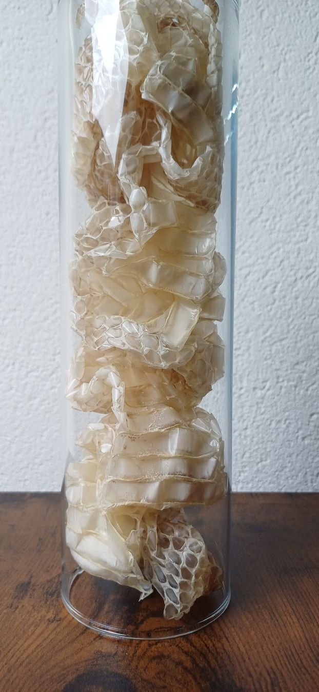 Toutes les décorations: Peau de serpent sous verre – D'occasion à Neuchâtel par arthur9797 2
