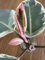 Gummibaum Ableger (Ficus Elastica Tineke)