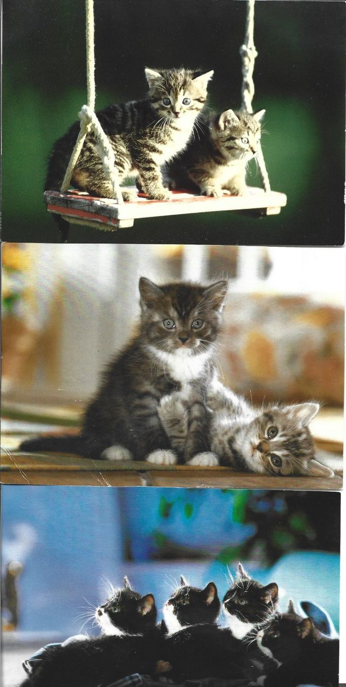Cartoline postali: AK Katzen – Usato da Appenzell venduto da mai25