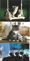 AK Katzen