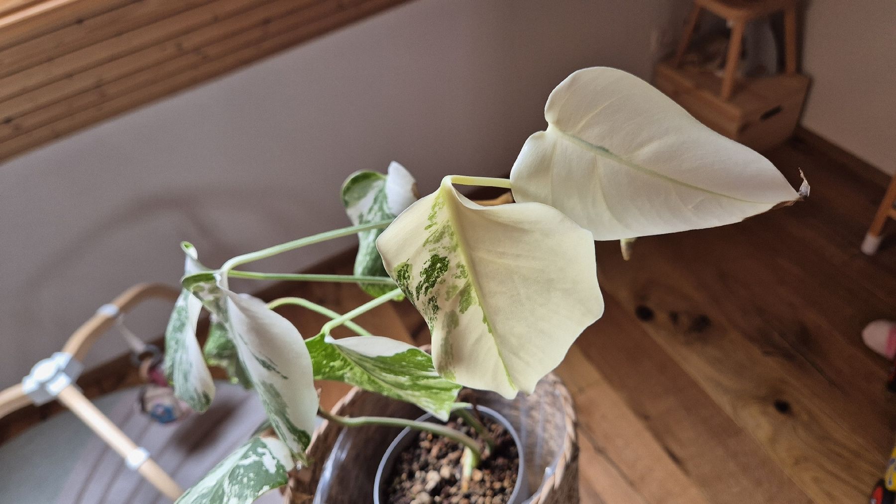 Piante & sementi: Monstera Albo Variegata Pflanze – Nuovo (secondo la descrizione) da Horgenberg venduto da callmeloco 3
