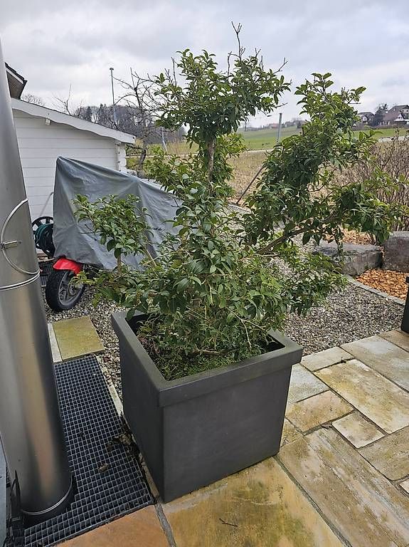 Plantes & graines: Grosser Blumen-/Baumtopf – D'occasion à Ueberstorf par RIA91