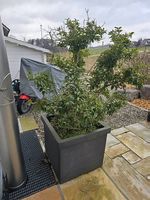 Grosser Blumen-/Baumtopf