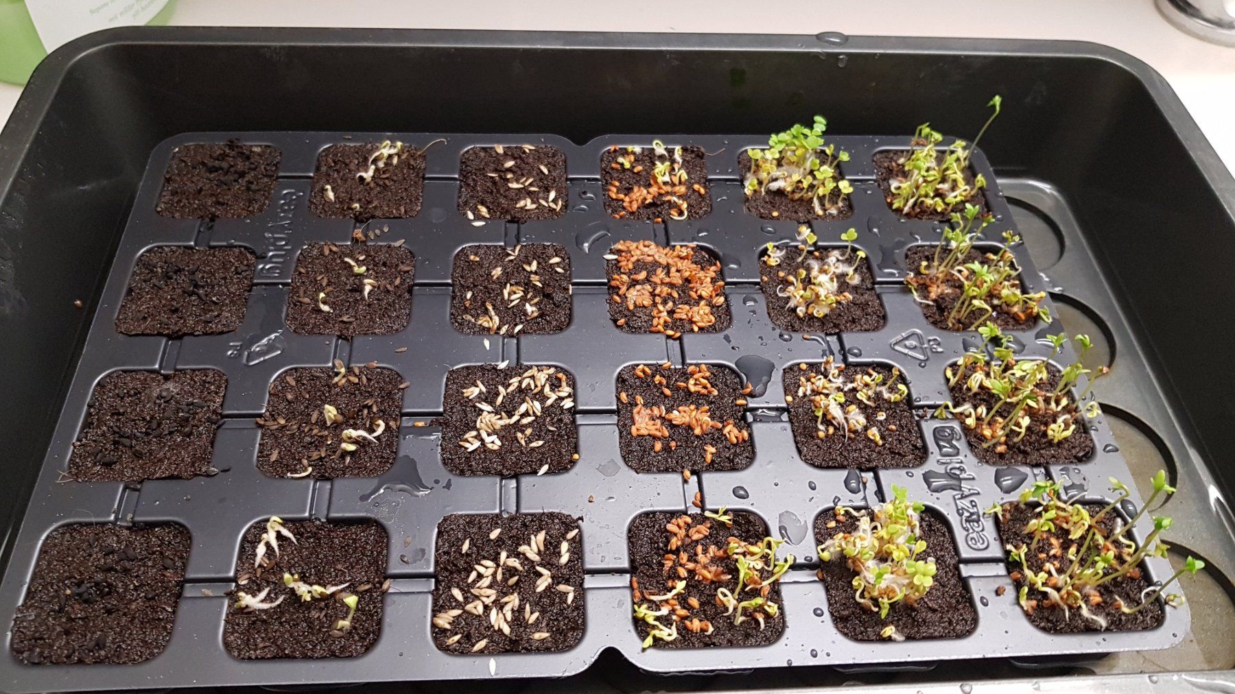 Box contenitori: Indoor Gardening - iHarvest / Hydroponik – Usato da Basel venduto da mar_7pjv 5
