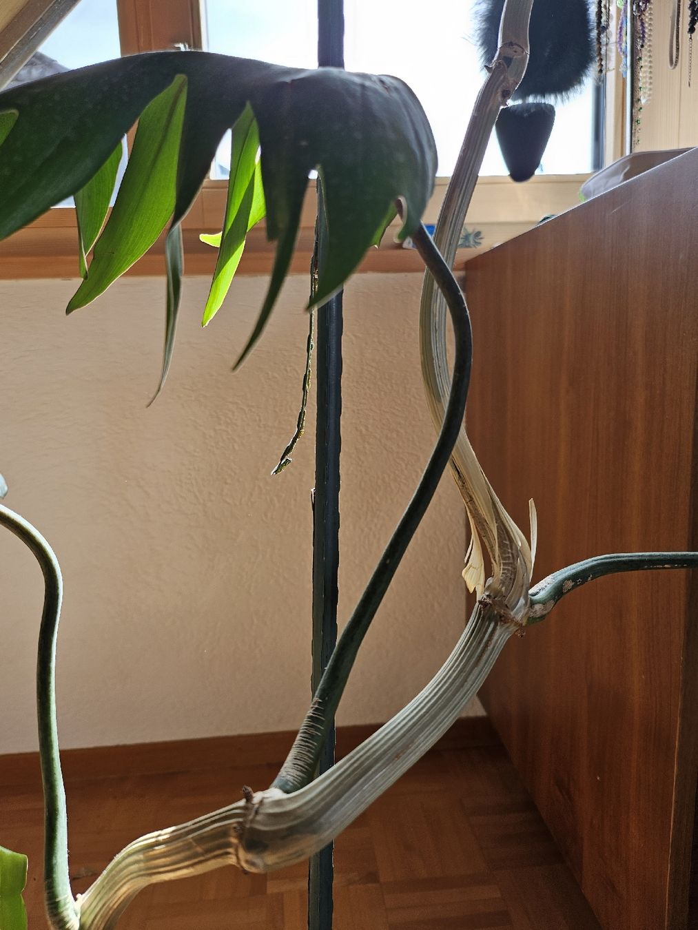 Piante & sementi: Philodendron pedatum XXL ca. 2.5 m  Eichenblatt Philodendron – Usato da Vinelz venduto da sonnenmond77 2