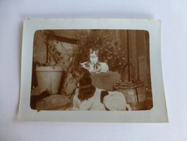 Fotografie aus dem Jahren 1940- 1950