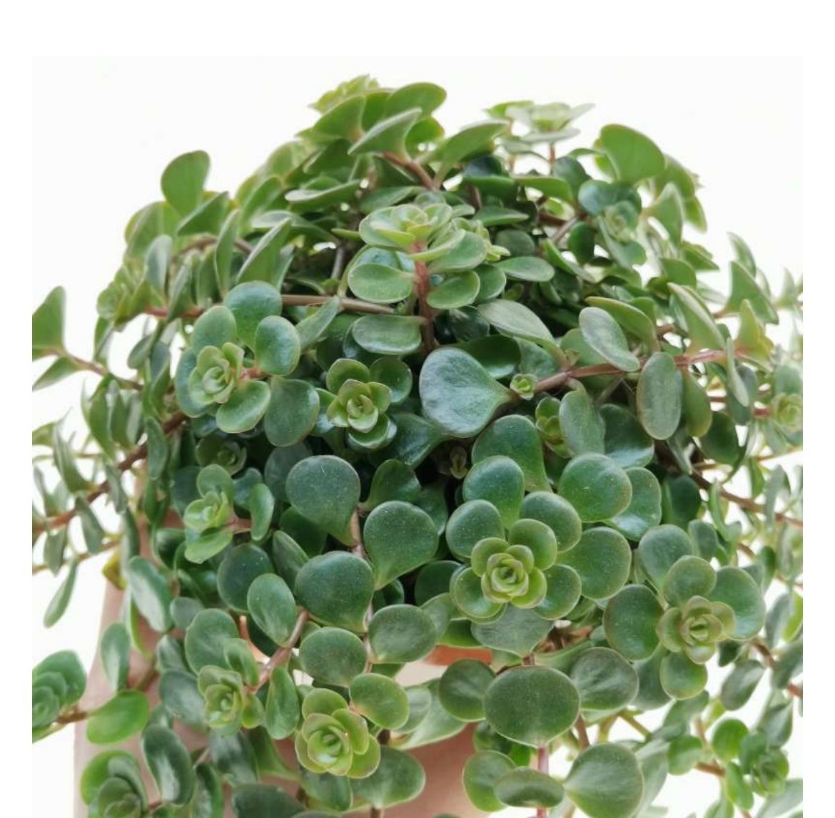 Piante & sementi: TORNADO MAUERPFEFFER / SEDUM MAKINOI MAXIM. – Nuovo (secondo la descrizione) da Buchs AG venduto da fischli610 2