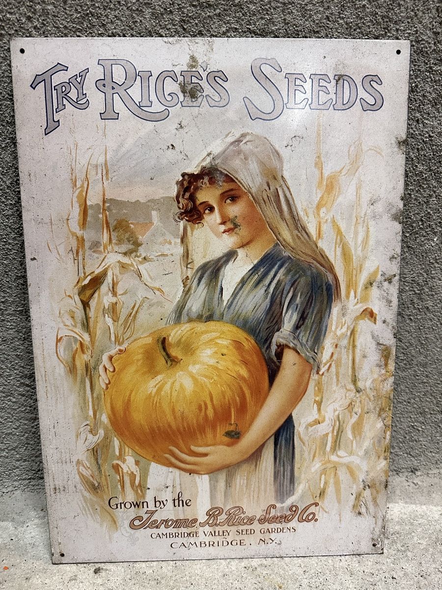 Insegne: The riges seeds Werbung Reklame  – Usato da Reinach AG venduto da rares75