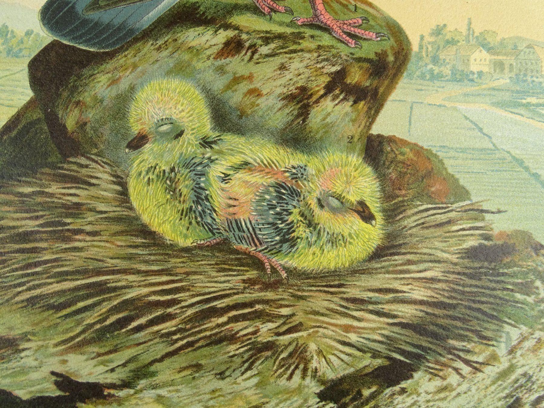 Grafica & Litografie: FELDTAUBE, CHROMOLITHOGRAPHIE UM 1900 – Usato da Grüningen venduto da Kartensammler 5