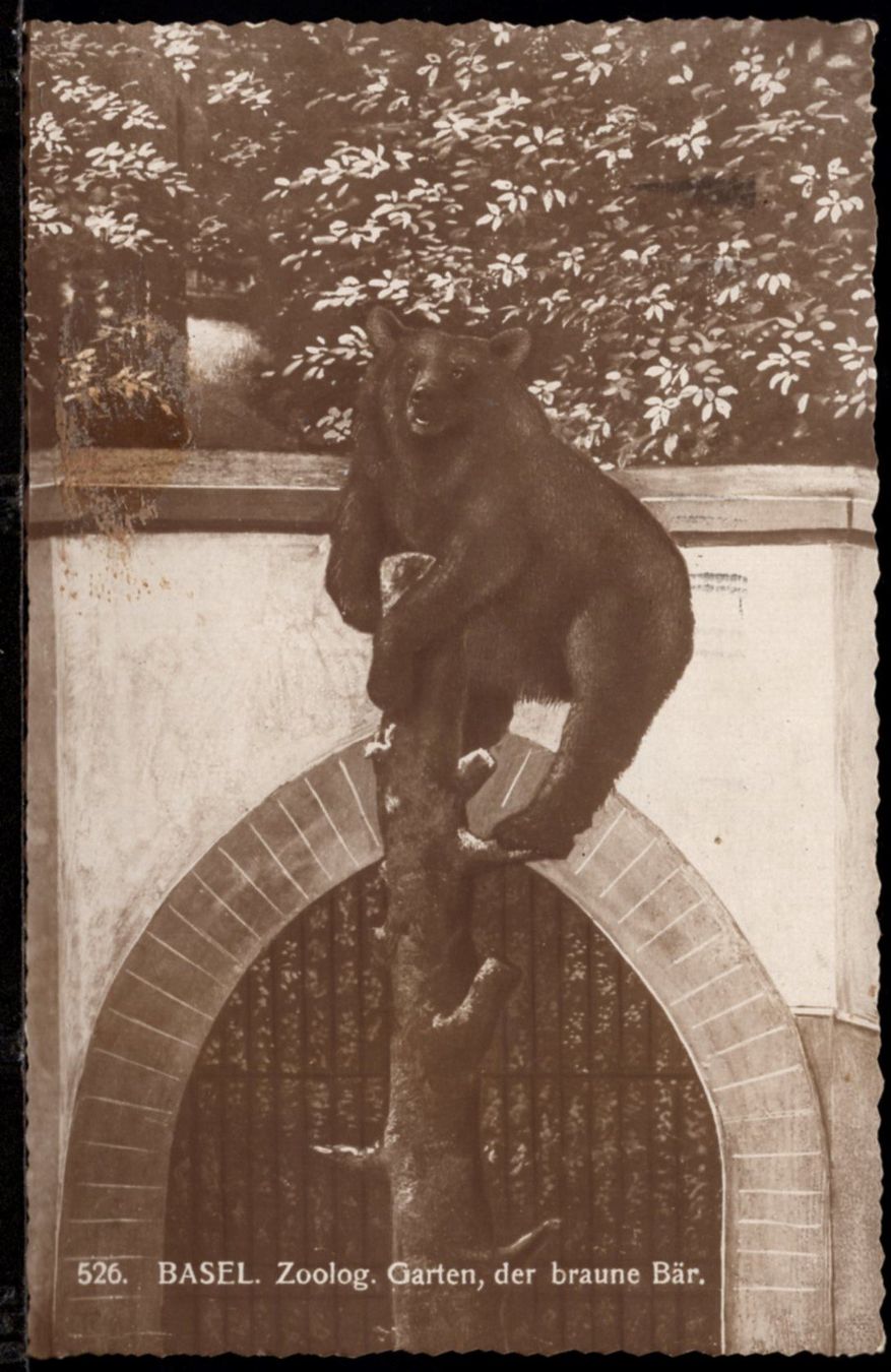 Ansichtskarten: BASEL  Zoolog. Garten, der braune Bär  1922 – Gebraucht aus Aarau von kufi44