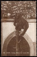 BASEL  Zoolog. Garten, der braune Bär  1922