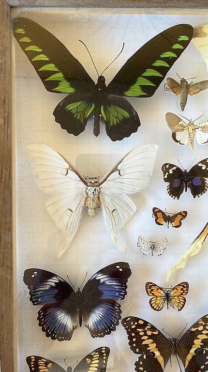 Welt der Tiere: Tableau de papillons – Gebraucht aus Villars-le-Terroir von Sansan82 1