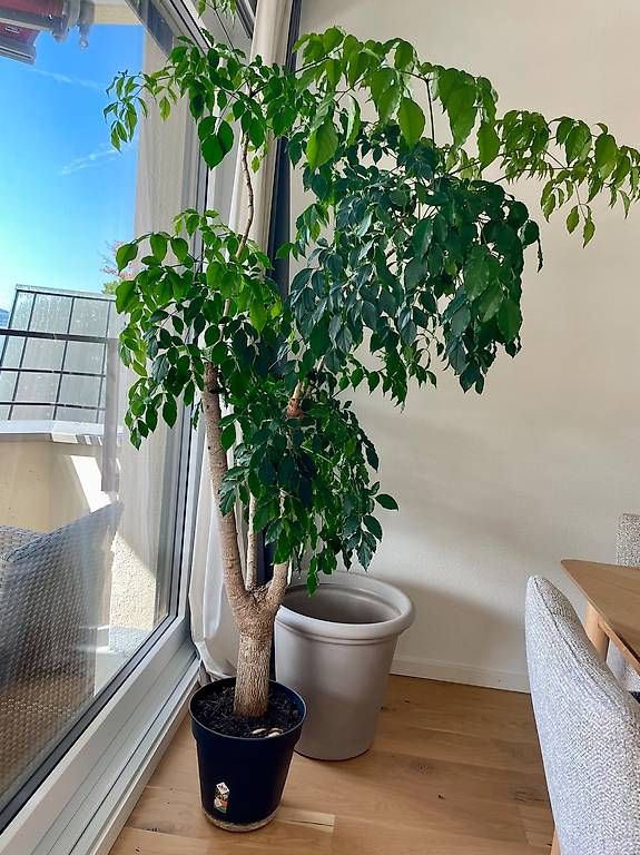 Pflanzen & Samen: Big indoor plant  – Gebraucht aus Zug von lou_nx8t 1