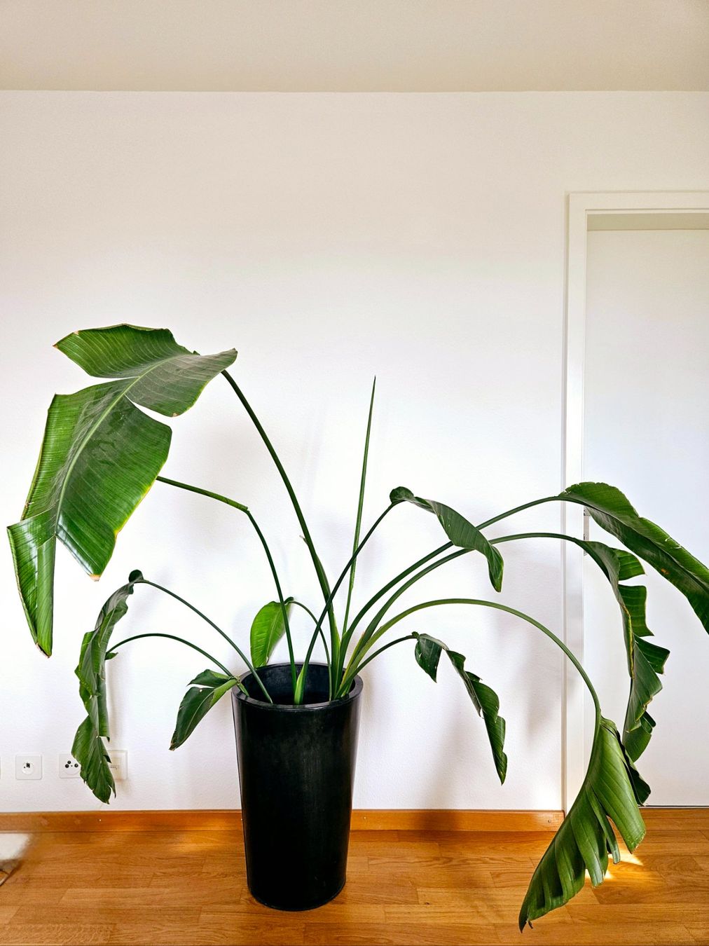 Piante & sementi: Strelitzia Nicolai – Usato da Zürich venduto da carmine04