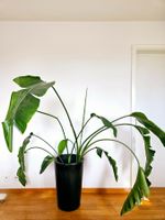 Strelitzia Nicolai
