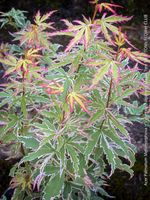 ACER PALMATUM METAMORPHOSA - als Bonsai oder für den Garten
