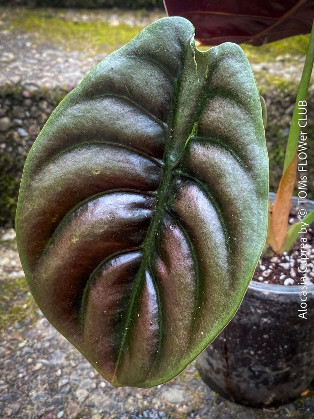 Piante & sementi: Alocasia Cuprea - rund 30x30cm - einzigartig schön, oder? – Nuovo e nell'imballaggio originale da Adliswil venduto da asTOMas963 4