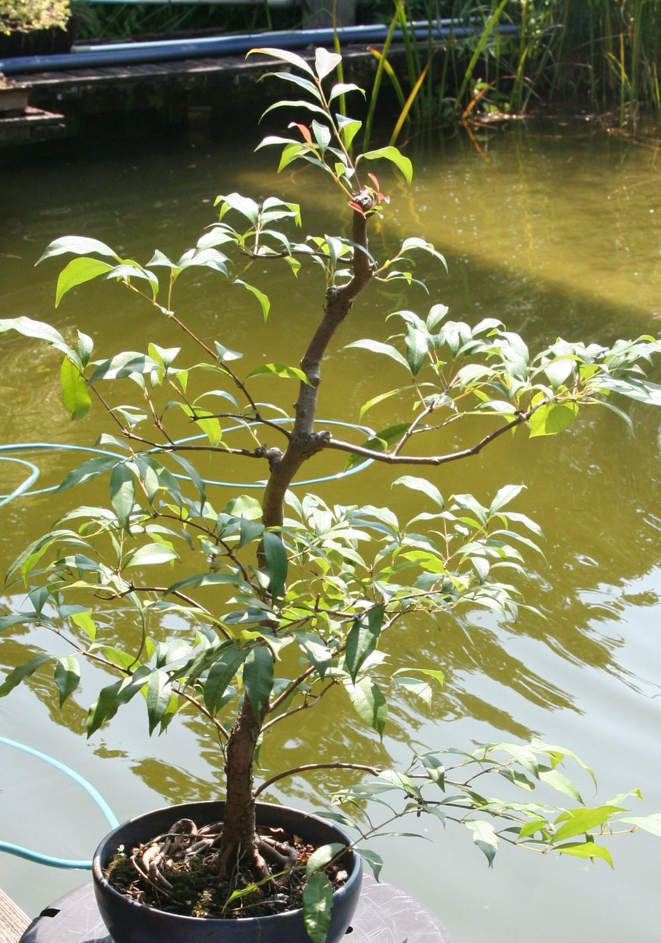 Pflanzen & Samen: BONSAI  -  Kirschmyrte – Gebraucht aus Gretzenbach von Sikim 2