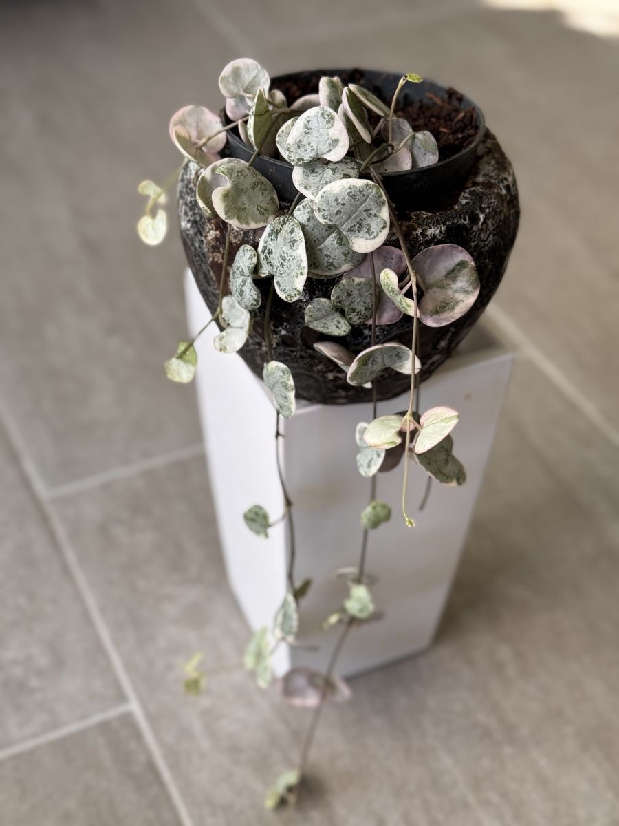 Piante & sementi: String of Hearts (philodendron) – Nuovo (secondo la descrizione) da Eglisau venduto da Plantwithjoy