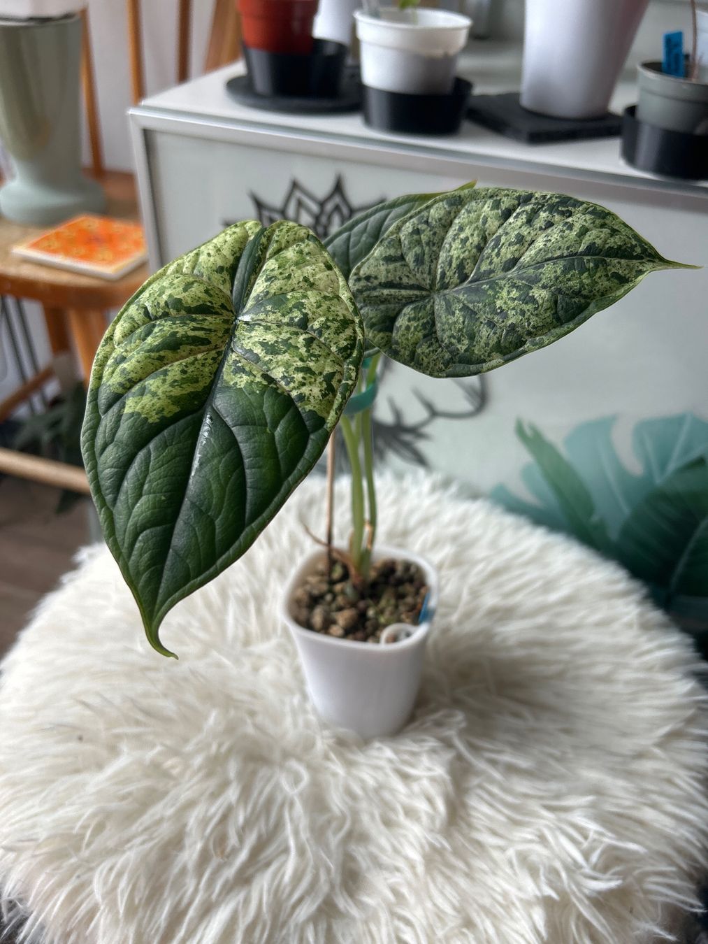 Piante & sementi: Alocasia Dragon Scale variegata Mint – Nuovo (secondo la descrizione) da Scherzingen venduto da Elefantenohr.ch