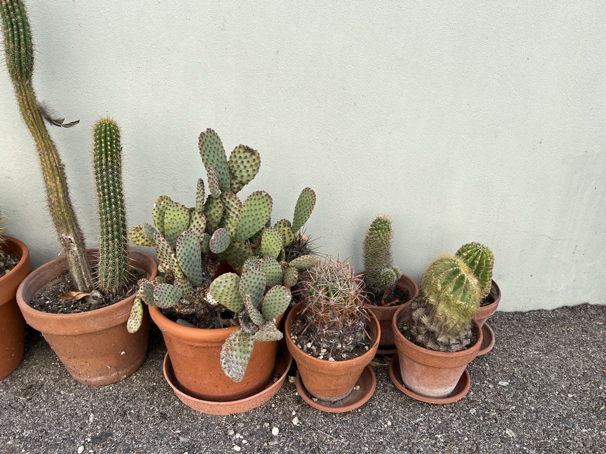 Plantes & graines: Kaktusse – D'occasion à Arboldswil par CJDA 3