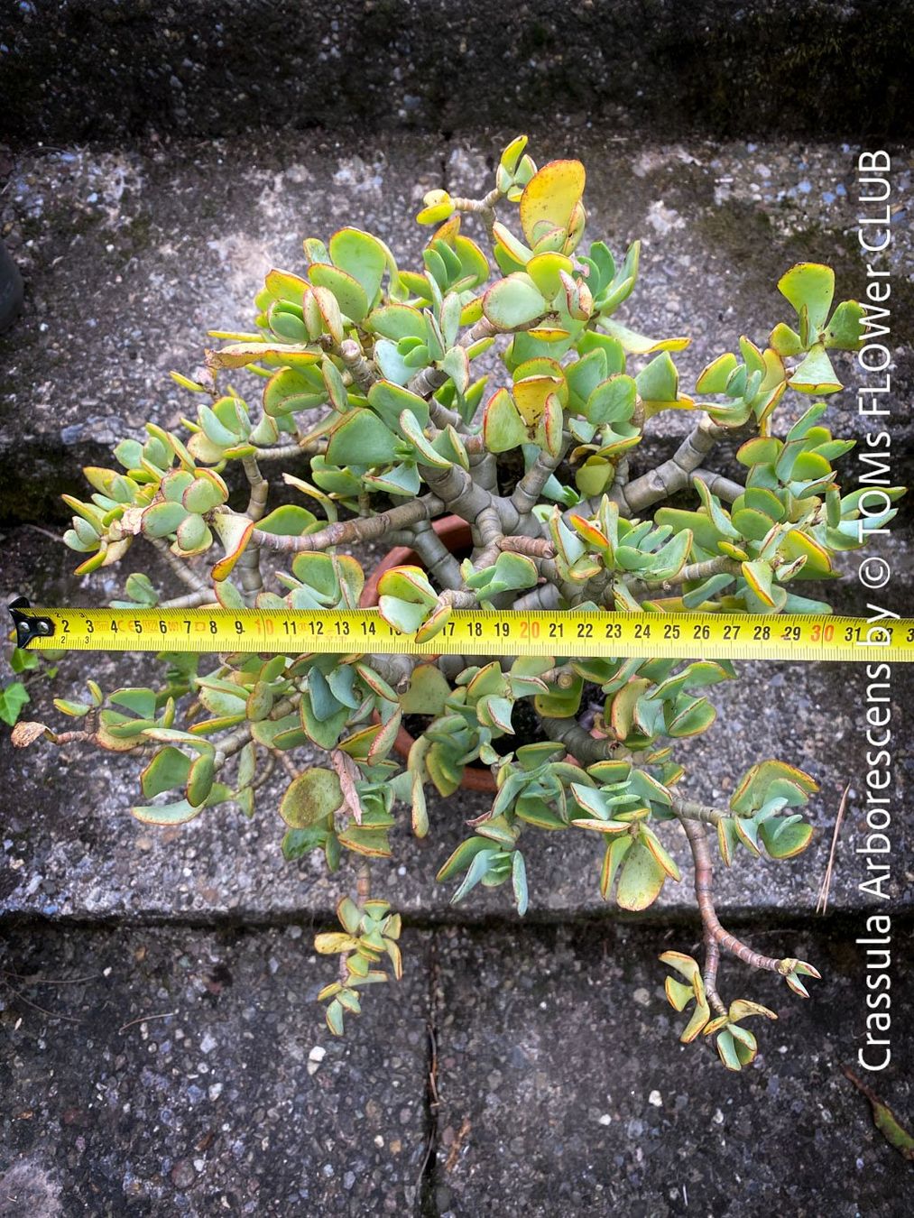 Piante & sementi: Crassula Arborescens - Jadebusch - Bonsai - GeldbaumBäumchen – Nuovo e nell'imballaggio originale da Adliswil venduto da MarkyForest 4