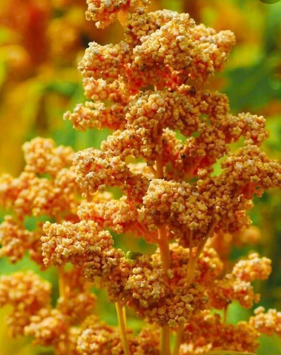 Plantes & graines: Ab 5.- 20 fr SAMEN GRAINES SEMI SEEDS Quinoa – Neuf avec emballage d'origine à Rovio par POSITIFFARTandPLANTS 4