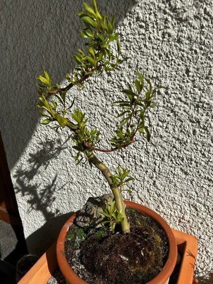 Piante & sementi: Bonsai Korkenzieherweide – Usato da Egliswil venduto da didiflu 1
