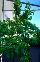 Merandella Obstbaum (kreuizung Pfirsich+Apfel aus Calabrien)
